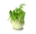 Single fennel