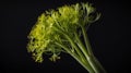 single fennelherb in a black ai generated Royalty Free Stock Photo