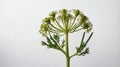 single fennelherb in a white ai generated Royalty Free Stock Photo