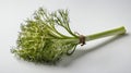 single fennelherb in a white ai generated Royalty Free Stock Photo