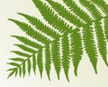 Single fern frond Royalty Free Stock Photo