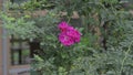 Single fflower wild rose