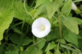 Single Field bindweed or Convolvulus arvensis perennial plant with open white flower surrounded with dense green leaves Royalty Free Stock Photo