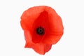 Red poppy isolated Royalty Free Stock Photo