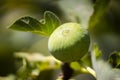 Single fig on the branch, Apulia, Italy Royalty Free Stock Photo