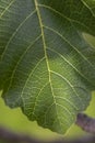 single fig leaf closeup Royalty Free Stock Photo