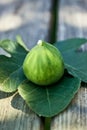 A single fig sitting on a fig leaf on top of a wooden bench in dappled sunshine. Royalty Free Stock Photo