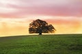 Single Fig Tree Alone in field Royalty Free Stock Photo