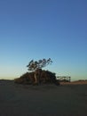 Fig tree sillouette near the falesia Royalty Free Stock Photo