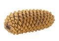 Single fir cone isolated on a white background Royalty Free Stock Photo