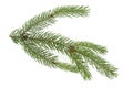 Single fir tree branch isolated on white background Royalty Free Stock Photo