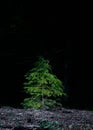 Single fir tree with dark background Royalty Free Stock Photo