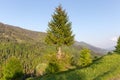 Single fir tree on mountain slope in the Carpathian Mountains Royalty Free Stock Photo