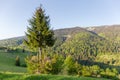 Single fir tree on mountain slope in the Carpathian Mountains Royalty Free Stock Photo