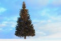 Single Fir Tree at Winter Royalty Free Stock Photo
