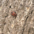 Single fire bug Pyrrhocoris apterus on a trunk