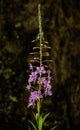 Single Fire Weed Plant Blooms Against Burned Tree Trunk Royalty Free Stock Photo