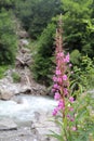 single fireweed flower with a bokeh mountain river in the background Royalty Free Stock Photo