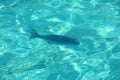 Single fish in blue transparant water