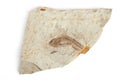 Single fish fossil