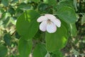 Single five-petaled pinkish white quince flower