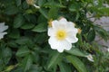 Single five-petaled white flower of rose