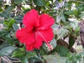 single five petals and trumpet shaped red Chinese rose flower bloom on green bush