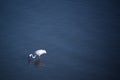 Single Flamingo bird in new Mumbai Maharashtra, India