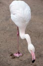 Single flamingo on one leg Royalty Free Stock Photo