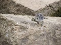 A single fledgling wagtail on some rocks Royalty Free Stock Photo