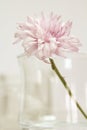 A single flower. Royalty Free Stock Photo