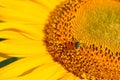 Single flower with bee insect pollinated bright sunflower stamens closeup. Small bee gathering yellow pollen for making honey. Royalty Free Stock Photo