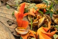A Single Flower Bengal Kino Or Butea Monosperma Flower Are Densely Packed