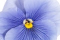 Single flower of blue garden pansy on white background, close up, Royalty Free Stock Photo