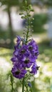 Single flower of the blue larkspur, delphinium