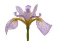 Single flower of a blue and white iris Royalty Free Stock Photo