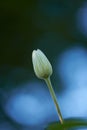 Single flower bud isolated on blue background with bokeh for stunning nature scene. One closed clematis bloom against