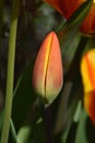 A single flower bud of a Tulip (Tulipa) in the morning sun in Spring Royalty Free Stock Photo