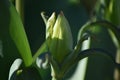 A single flower bud of a Tulip (Tulipa) in the morning sun in Spring Royalty Free Stock Photo