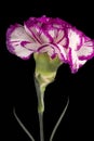 Single flower of carnation Dianthus on black background, close up. Royalty Free Stock Photo