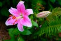 A single flower and a single closed bud pink lily of green foliage background, selective focus. Brown-orange stamens Royalty Free Stock Photo