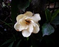 White gardenia flower plant full bloom yellow eye