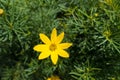 Single flower of Coreopsis verticillata