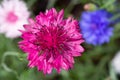 Single flower of Cornflower plant, Centaurea cyanus, Asteraceae. Cornflower Herb Royalty Free Stock Photo