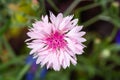 Single flower of Cornflower plant, Centaurea cyanus, Asteraceae. Cornflower Herb Royalty Free Stock Photo