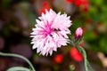 Single flower of Cornflower plant, Centaurea cyanus, Asteraceae. Cornflower Herb