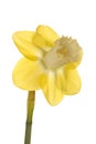 Single flower of a daffodil cultivar