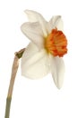 Single flower of a daffodil cultivar Royalty Free Stock Photo