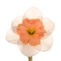 Single flower of a daffodil cultivar Royalty Free Stock Photo