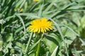 Single flower dandelion on background of green meadow. Spring landscape Royalty Free Stock Photo